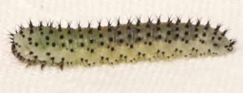 Periclista albida